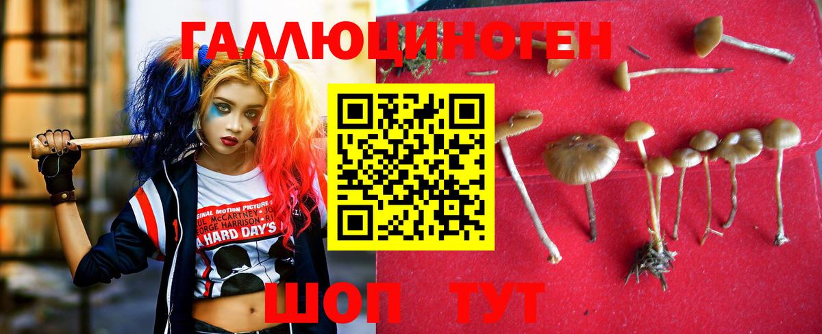 Псилоцибиновые грибы Psilocybine cubensis Северск